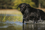 Golden-Retriever-Mischling