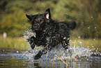 Golden-Retriever-Mischling