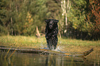 Golden-Retriever-Mischling