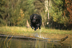 Golden-Retriever-Mischling