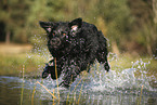 Golden-Retriever-Mischling