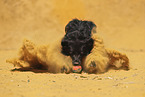 Golden-Retriever-Mischling