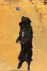 Golden-Retriever-Mischling