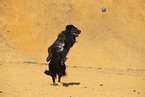 Golden-Retriever-Mischling