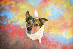 Parson-Russell-Terrier-Mix