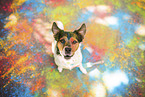 Parson-Russell-Terrier-Mix