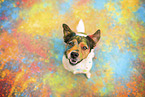 Parson-Russell-Terrier-Mix