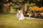 Miniature-Australian-Shepherd-Mix