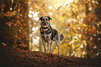 Deutscher-Schferhund-Mischling
