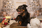 Berner-Sennenhund-Deutscher-Schferhund