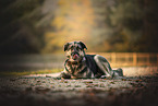 Deutscher-Schferhund-Mischling