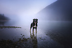Kroatischer-Schferhund-Mix