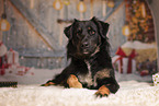Kroatischer-Schferhund-Mix