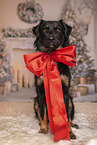 Kroatischer-Schferhund-Mix