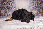 Kroatischer-Schferhund-Mix