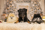 Kroatischer-Schferhund-Mix