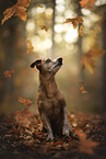 Pinscher-Terrier-Mix