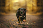 Kroatischer-Schferhund-Mix