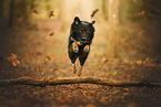 Kroatischer-Schferhund-Mix