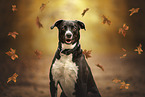 American-Staffordshire-Labrador-Retriever