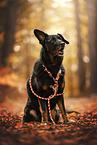 Kroatischer-Schferhund-Mix