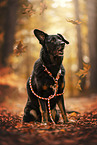 Kroatischer-Schferhund-Mix
