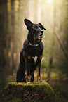 Kroatischer-Schferhund-Mix