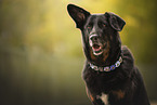 Kroatischer-Schferhund-Mix