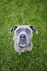 American-Bully-American-Staffordshire-Terrier