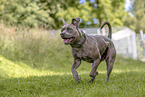 American-Bully-American-Staffordshire-Terrier