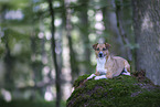 Jack-Russell-Terrier-Mischling