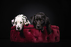 Labrador-Mischling