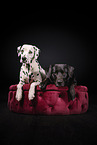 Labrador-Mischling