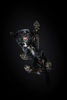 Labrador-Mischling