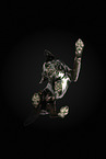 Labrador-Mischling