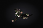 Labrador-Mischling