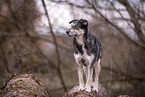 Huskymischling