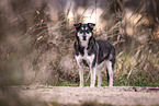 Huskymischling