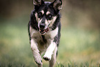 Huskymischling