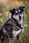 Huskymischling