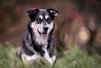 Huskymischling