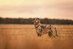 Louisiana-Catahoula-Leopard-Dog-Labrador-Mischling