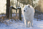 Samojede-Eurasier-Mix
