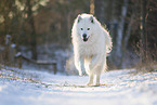 Samojede-Eurasier-Mix