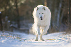 Samojede-Eurasier-Mix