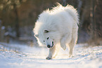 Samojede-Eurasier-Mix