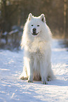 Samojede-Eurasier-Mix