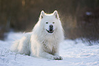 Samojede-Eurasier-Mix
