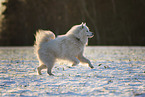 Samojede-Eurasier-Mix