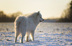 Samojede-Eurasier-Mix